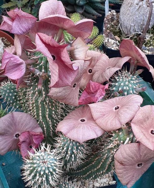 Hoodia ruschii